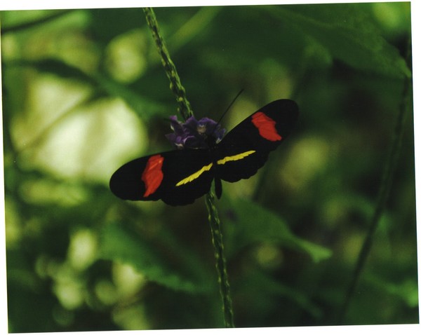 Butterfly -Niagara Falls
