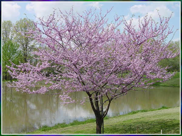 Redbud Tree