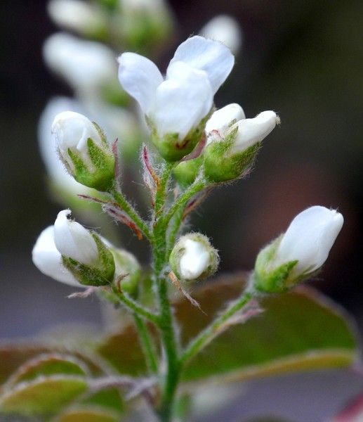 Flowering Shrub