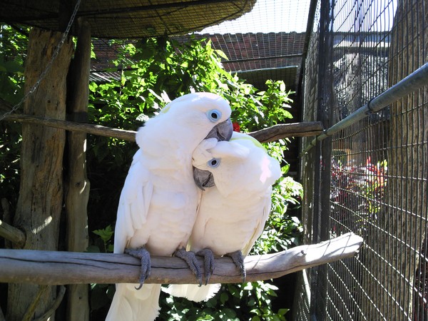 Cockatoo