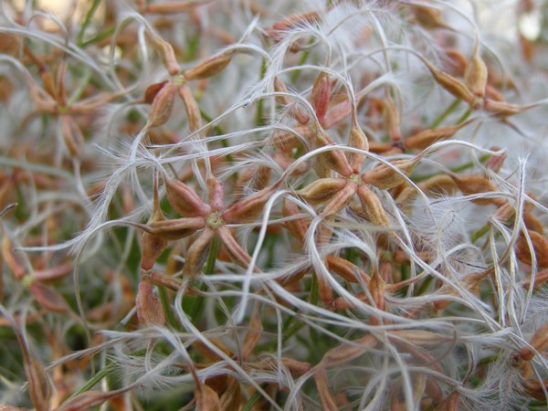 Wisps of Autumn