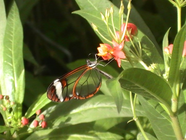 Hortus Botanicus