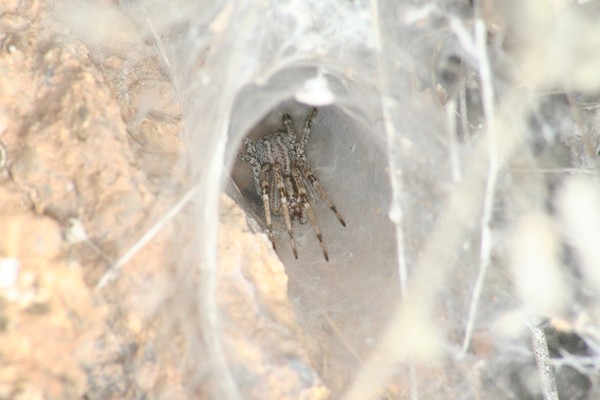 Creepy Crawly