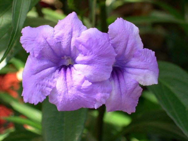 florida