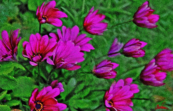 Sunday play ! ....A flowers dance !