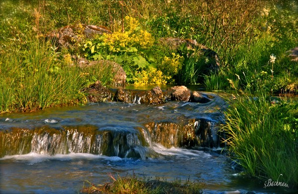 Water and summer flora !
