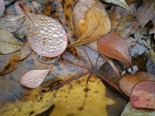 Autumn leaves
