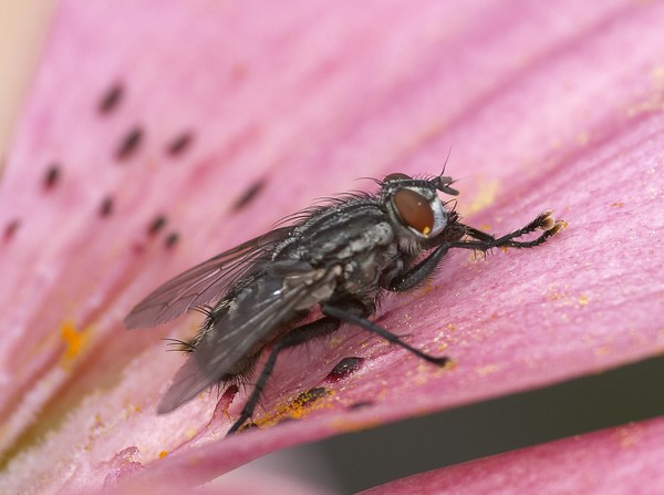 Fly_1