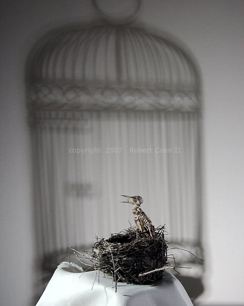 Birdcage