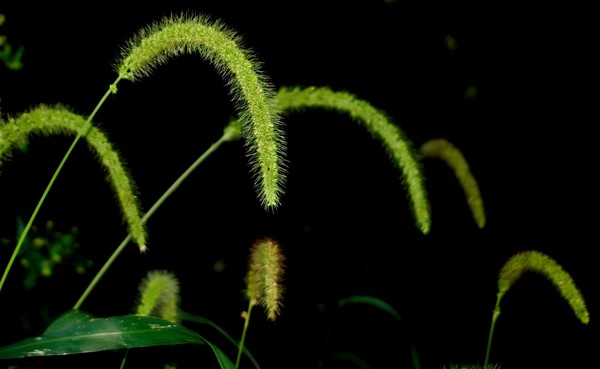 grass