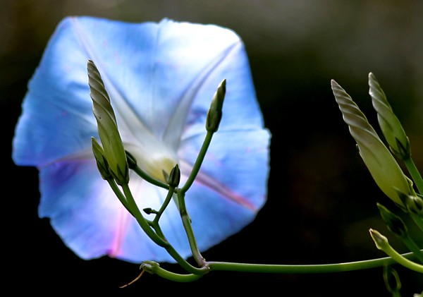 morning glory
