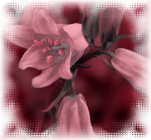 Pink Bluebell