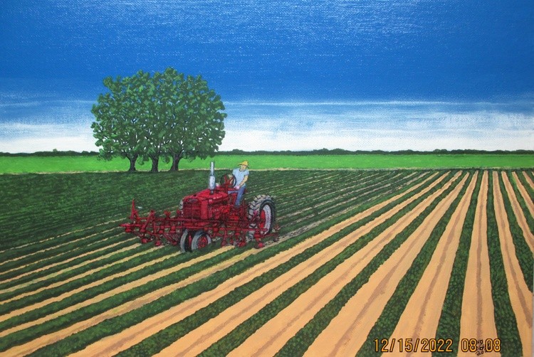 Cultivating Soybeans 1940s-50s