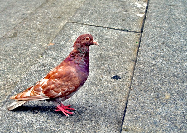 Pigeon