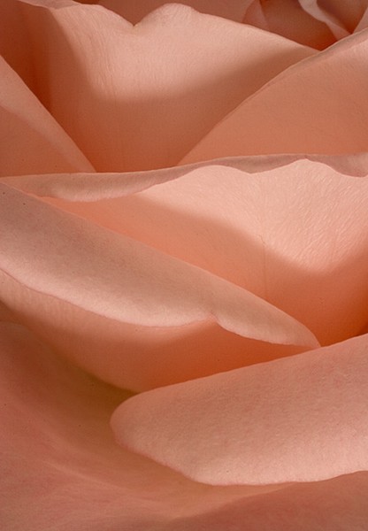 Rose Waves