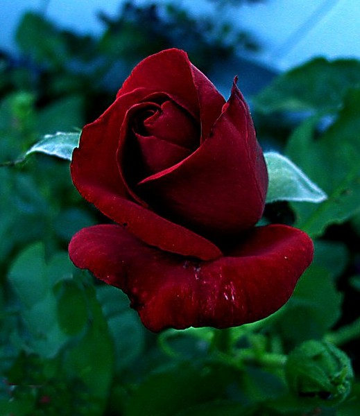 Blood Red Rose