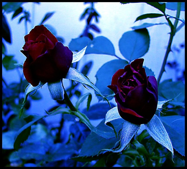 Blood Roses by Moonlight