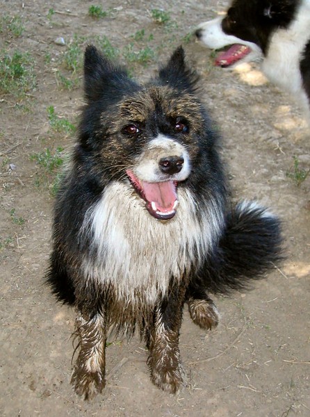 Mud Puppy