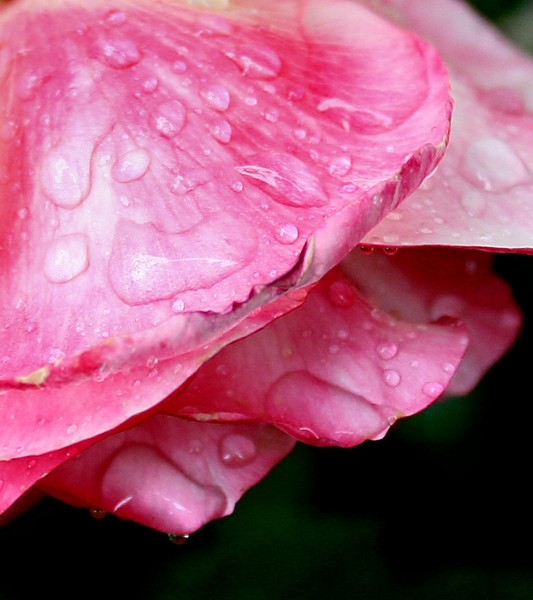 Rose Petals 2