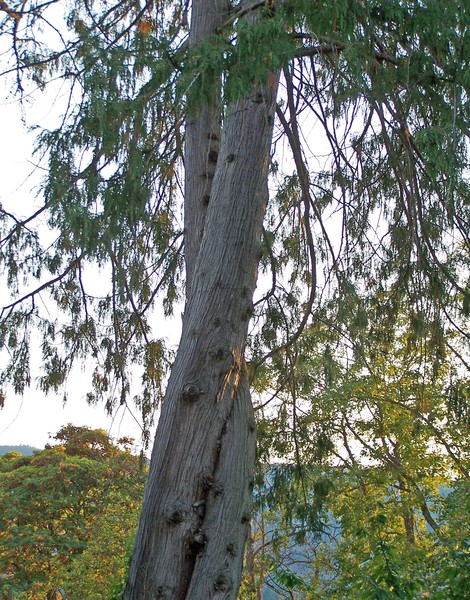 Intertwined Trees