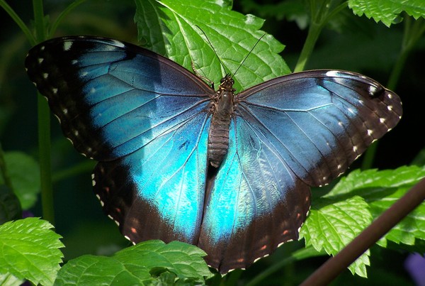 Beautiful Blue