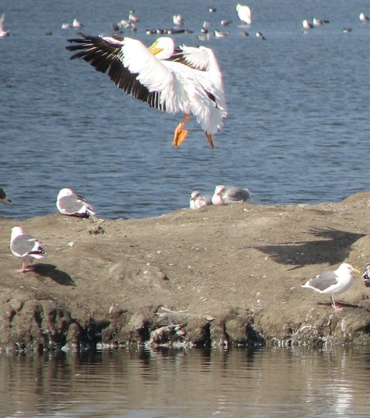 Landing in the SF Bay