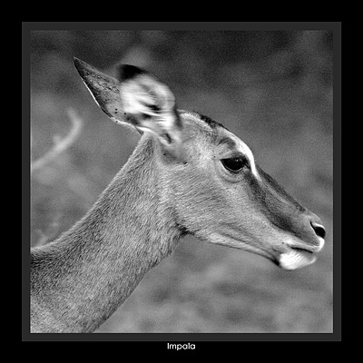Impala