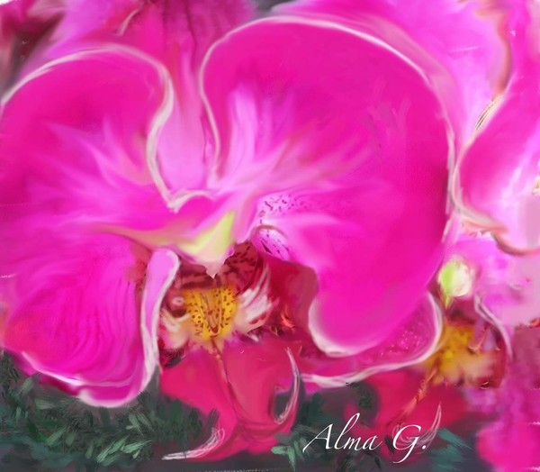 Magenta Orchid