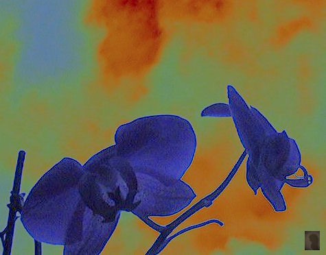 orchis 1 ... ok this is shopped !!!