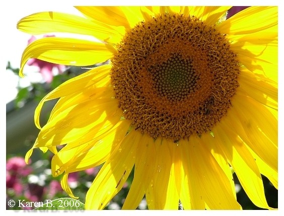 Sunflower