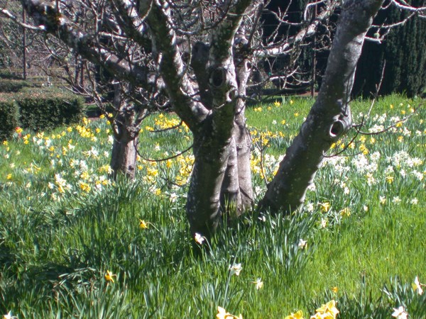 Field of daffodils