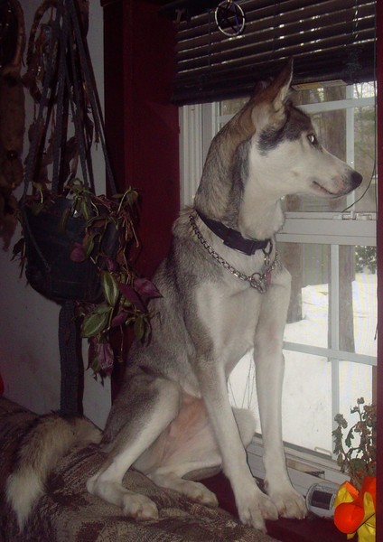 Doggy_in_the_Window