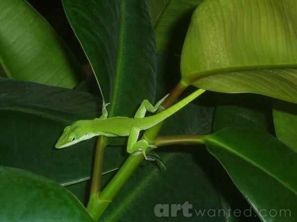 Anole And The Green Stalk - Suddenly Shy