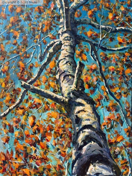 “Birch View VI”