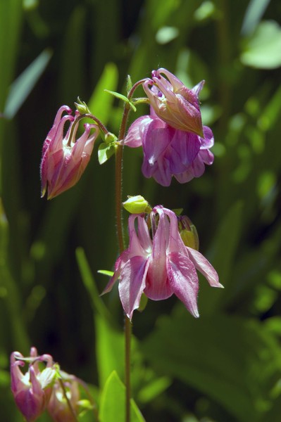 Pink bells