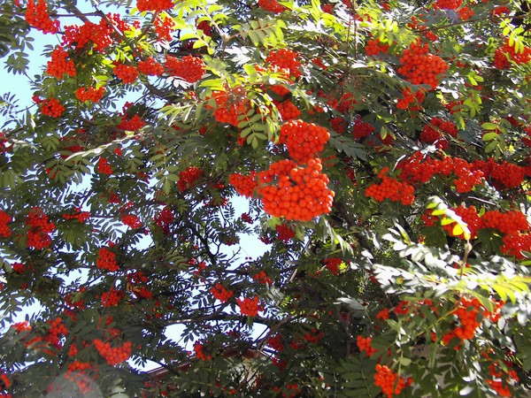 Sorbus