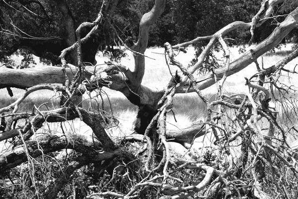 Black Oak