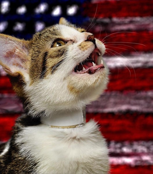 Singing Feline