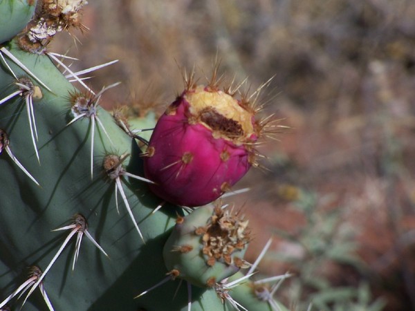 Prickly Pear Flower