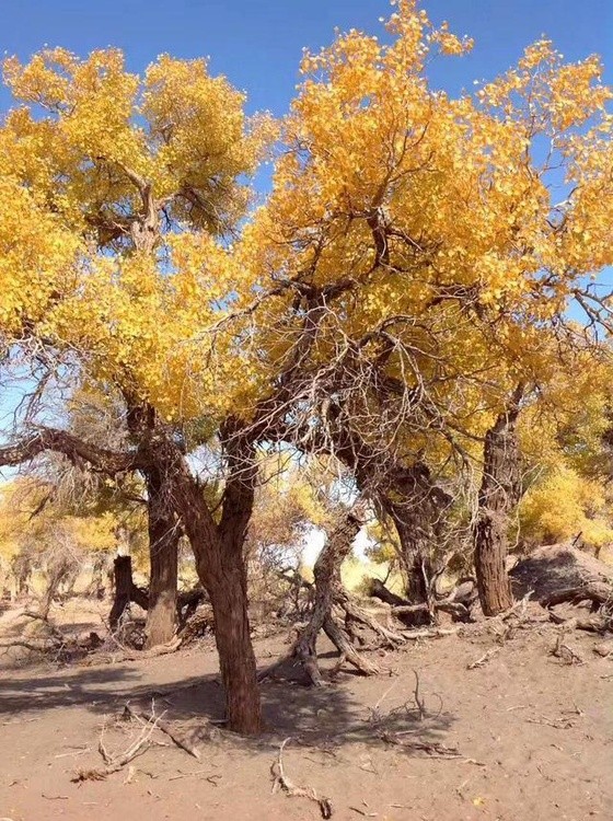 Hu poplar trees 