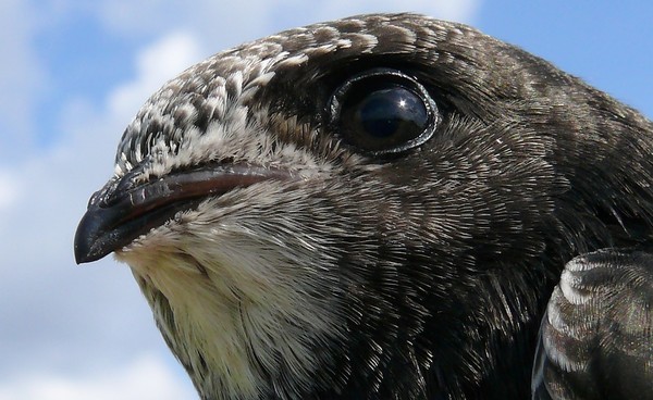 Avian View