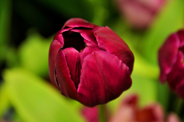 Bud