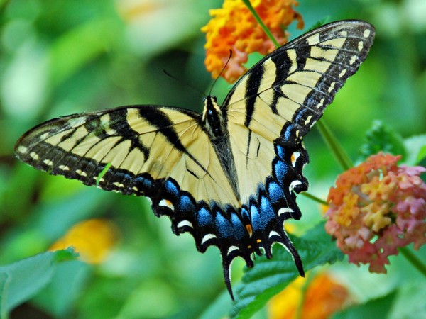 Butterfly