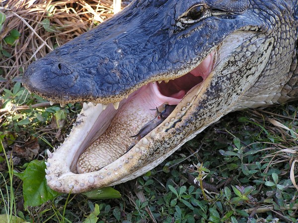 Say AAHHH!