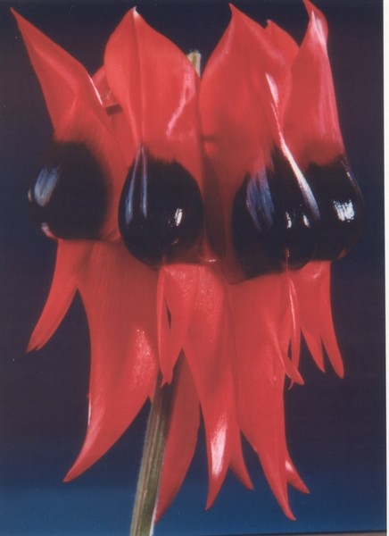 Sturt Pea