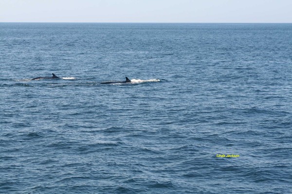 Mother Finback with calf