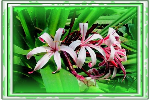 culla delle orchidee