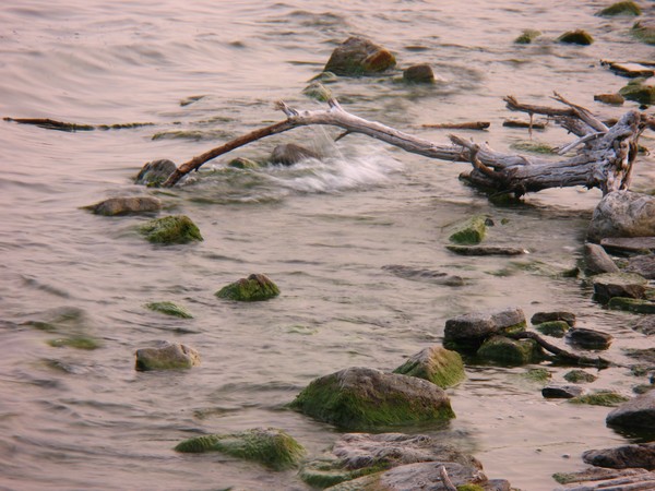 Driftwood