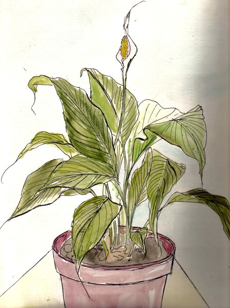 flower pot