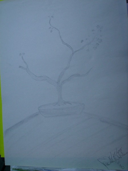 bonsai